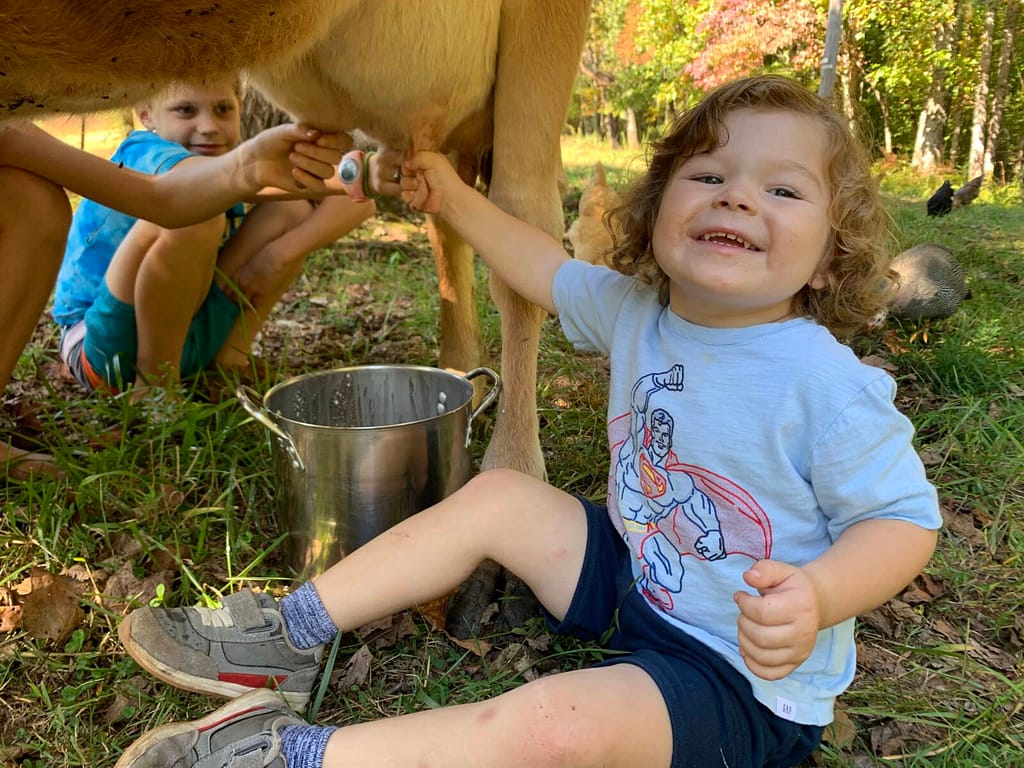 3 year old boy sitting on the ground milking a cow with a grin on his face