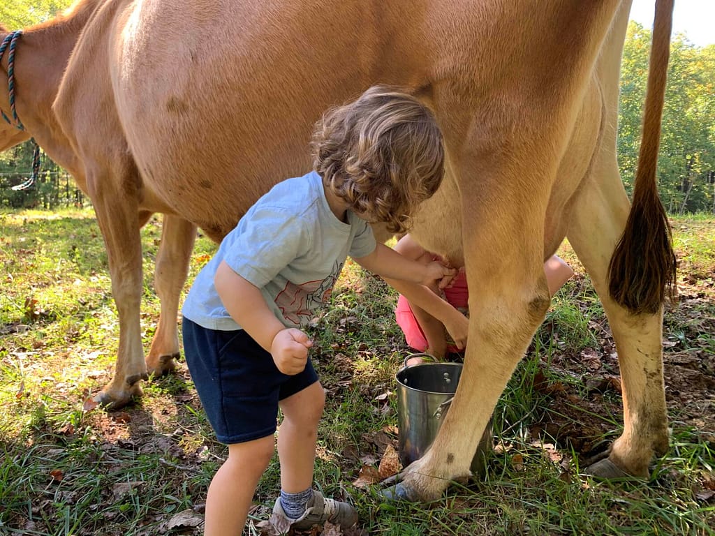 3 year old boy milking a cow