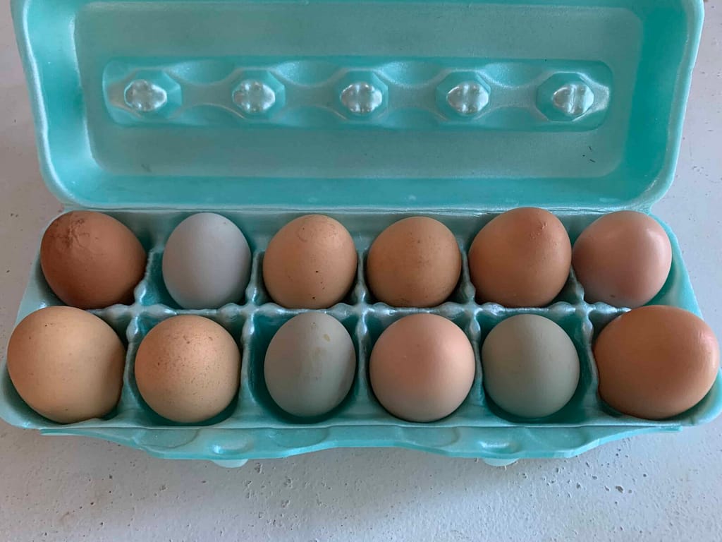 dozen of colorful chicken eggs