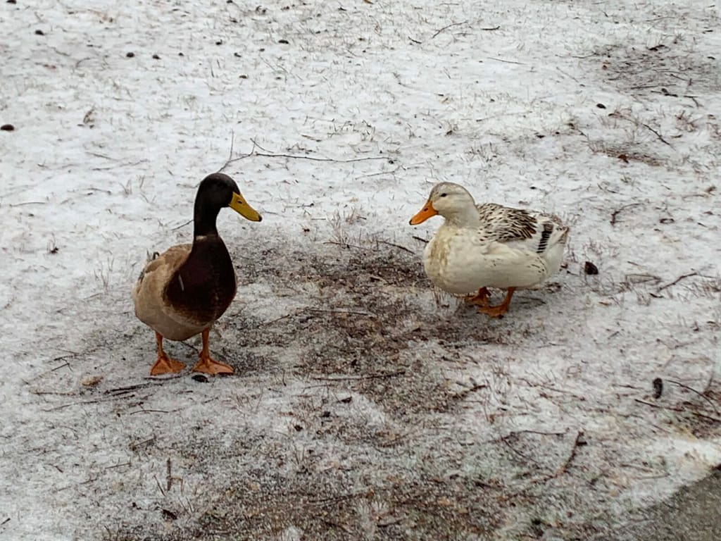 two ducks playing in the snow
