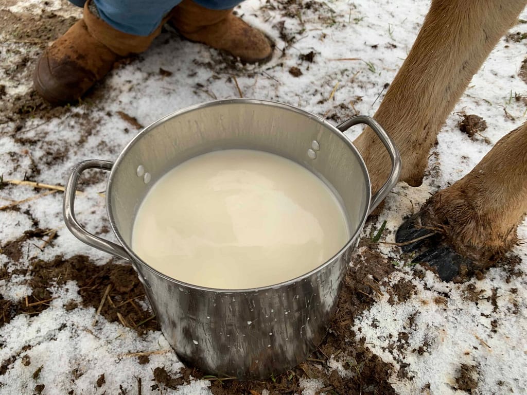 Milking a cow in the snow