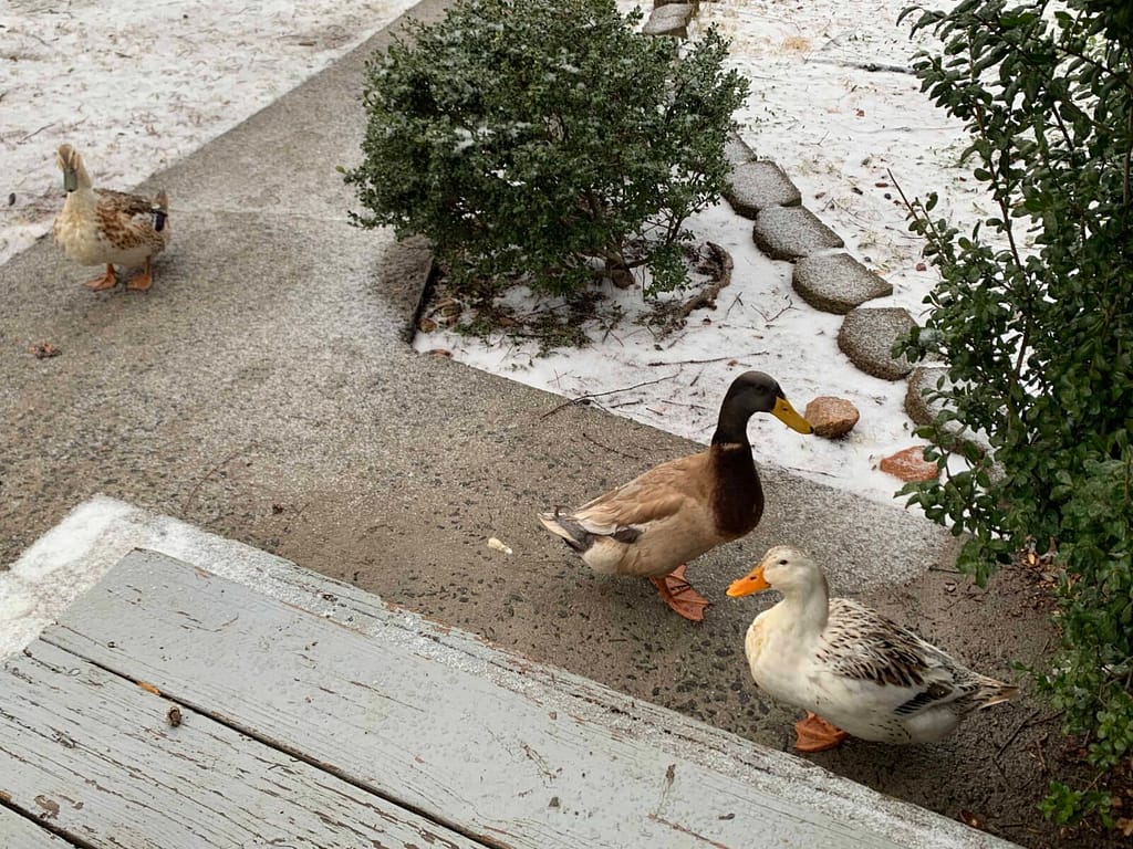ducks playing on snowy front steps