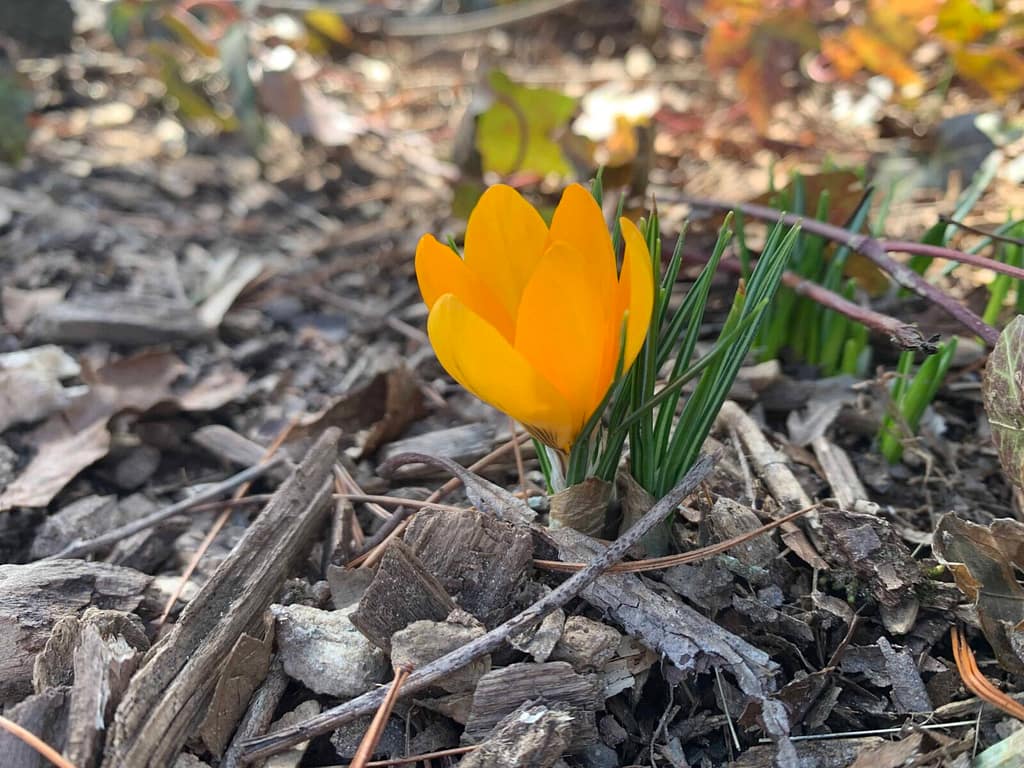 1 yellow crocus