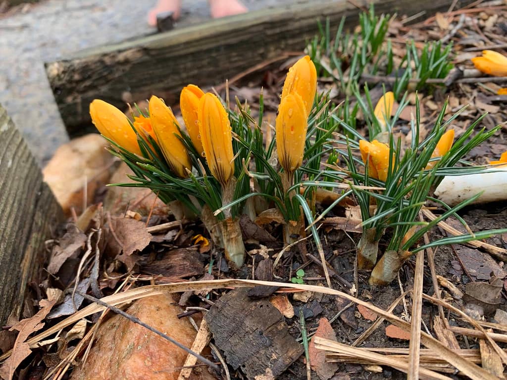yellow crocuses about to open