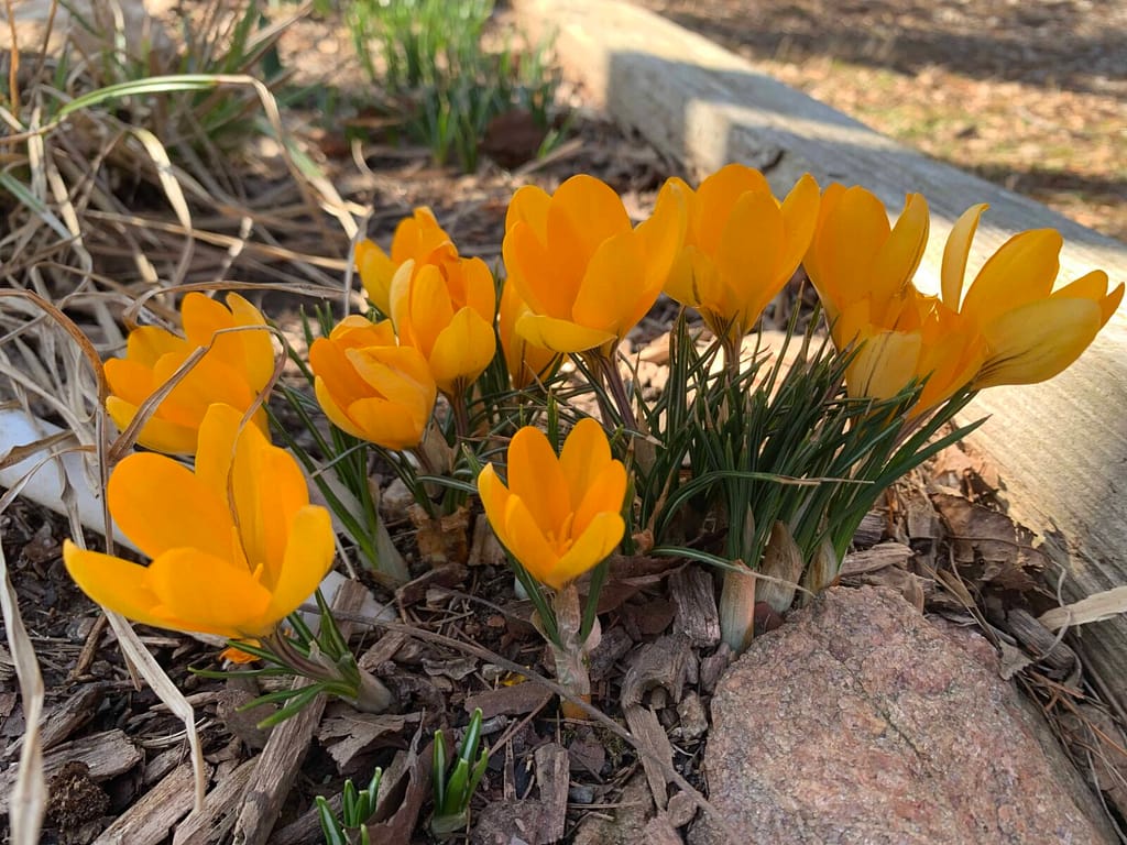 yellow crocuses