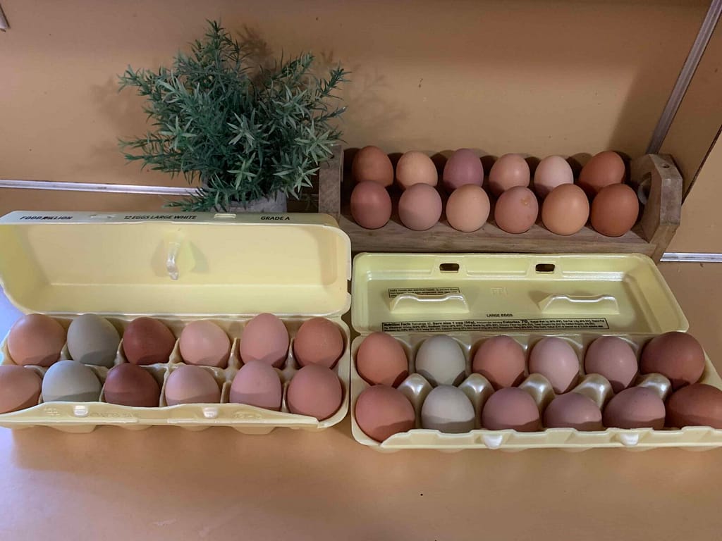 3 dozen eggs gathered from chickens and put in egg cartons to sell