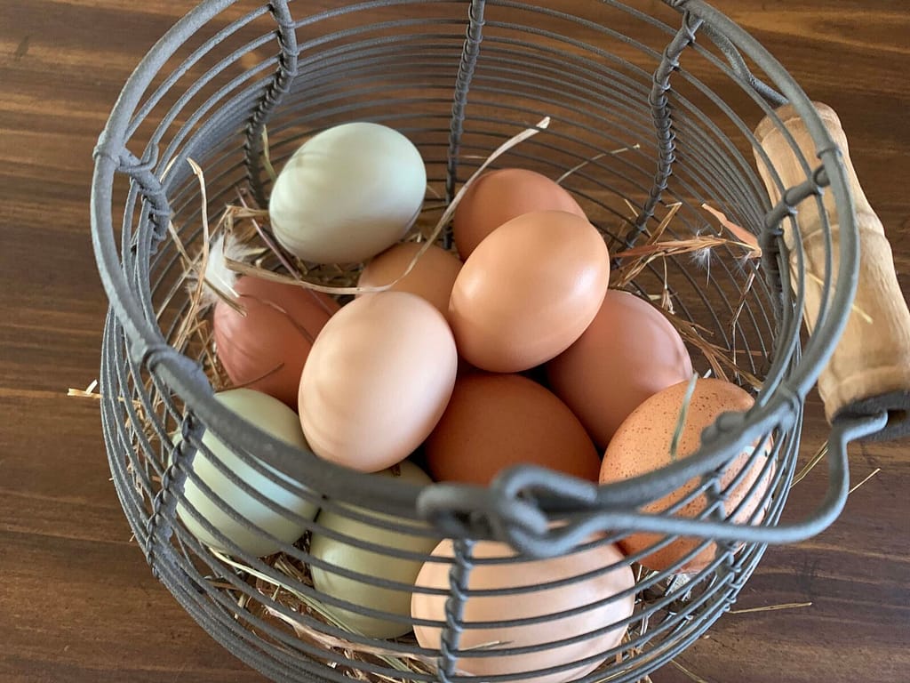 basket of eggs gathered from chickens