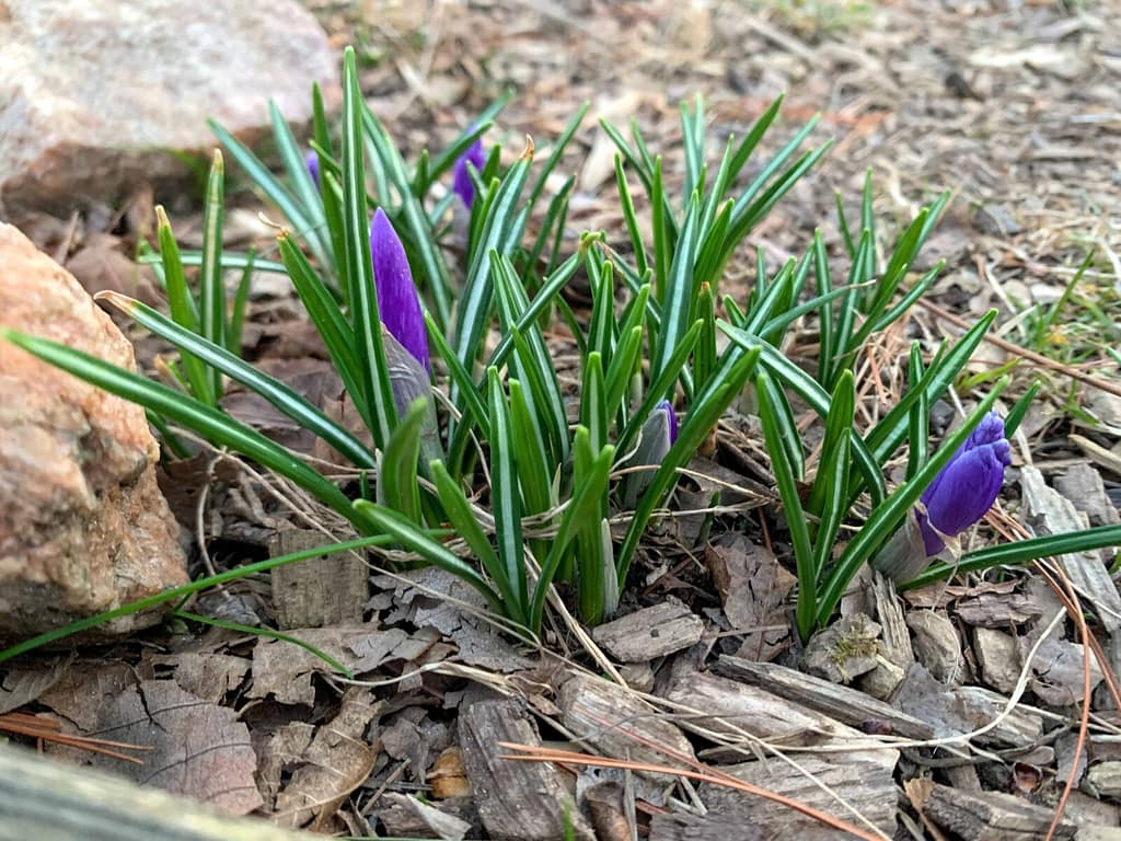 tiny crocuses popping up next to a rock
