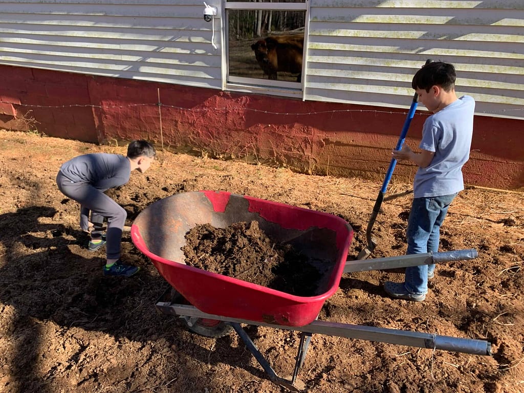 two boys loading manure into a wheelbarrow