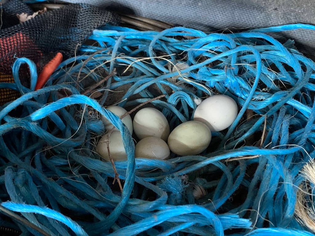 6 green eggs in a twine nest in a work shed
