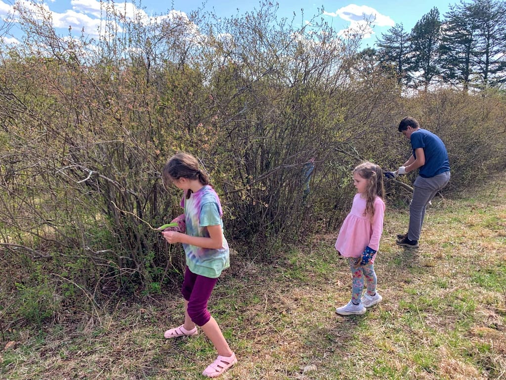 kids pruning blueberries