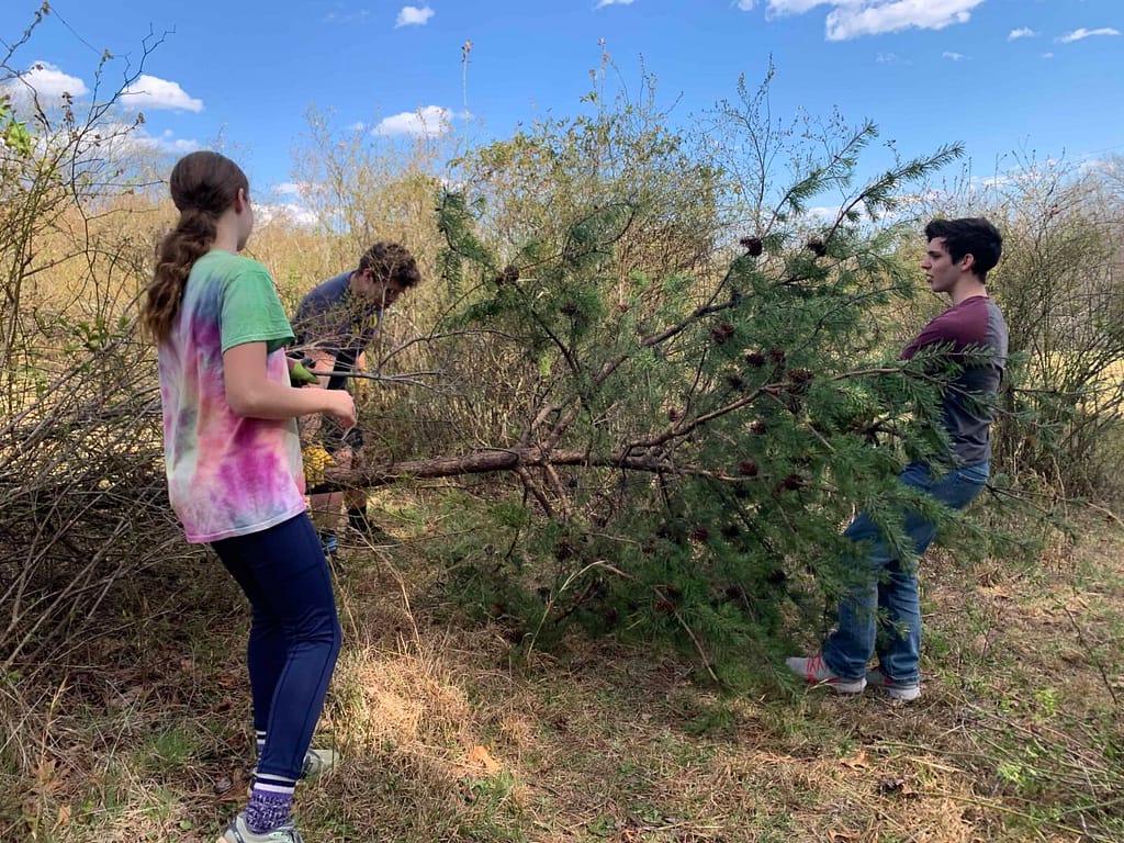 kids pulling pine tree out of blueberry bushes.