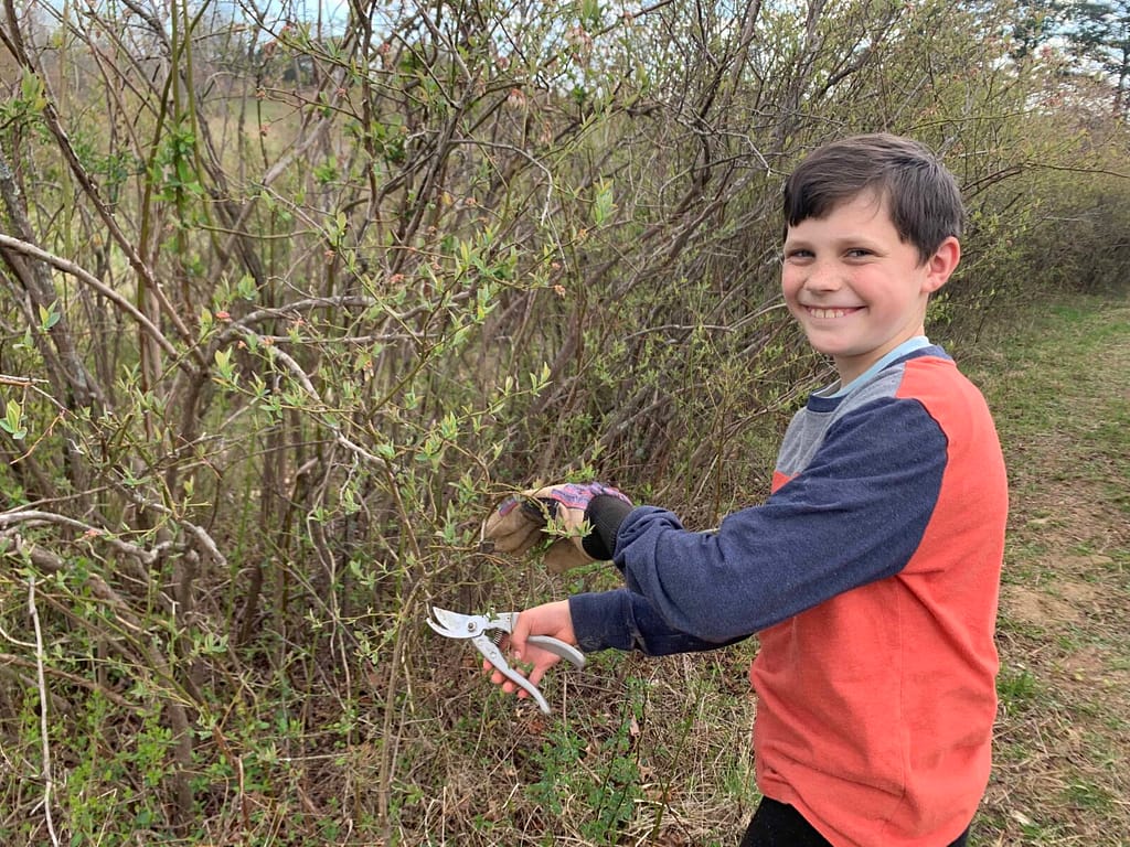 10 year old boy pruning blueberries