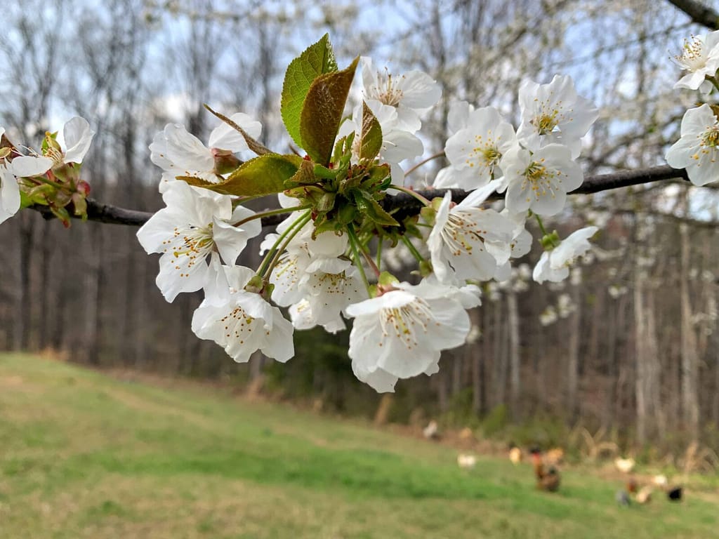 cherry tree blossoms close up