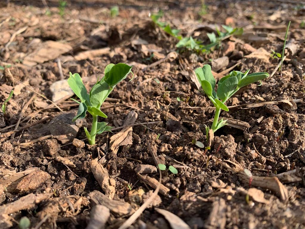 peas growing in the garden 2 inches tall