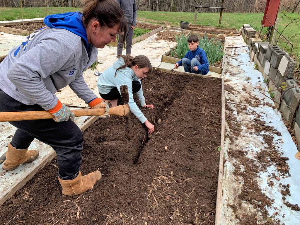 people planting potatoes in a raised garden bed