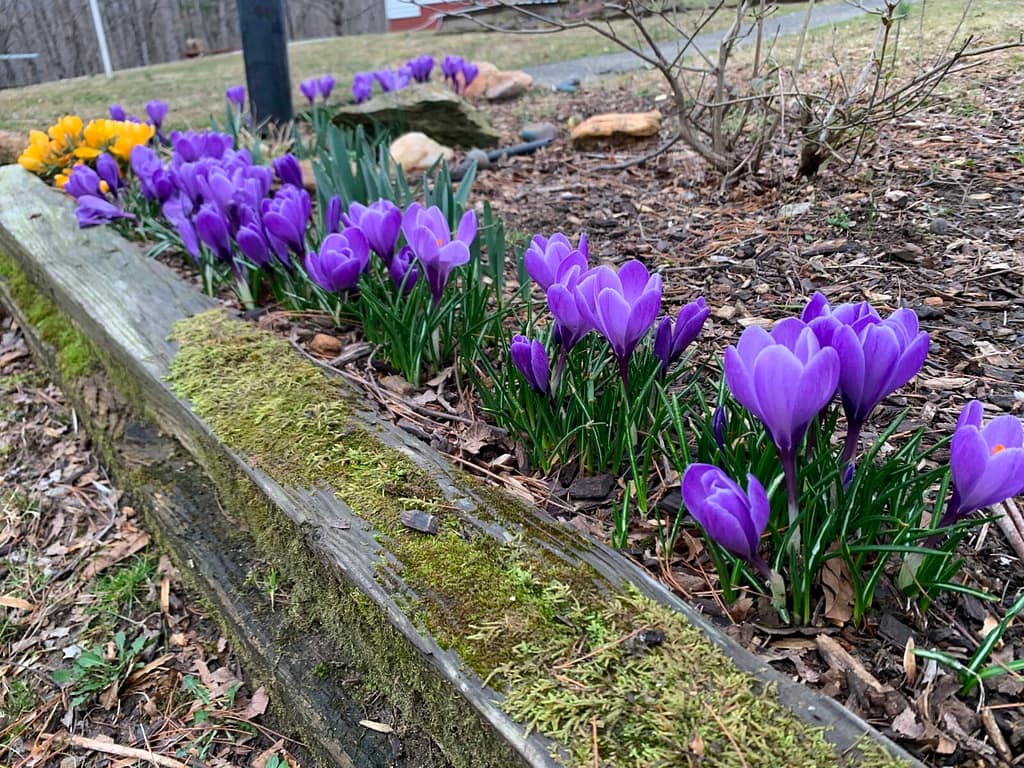 a row of purple crocuses