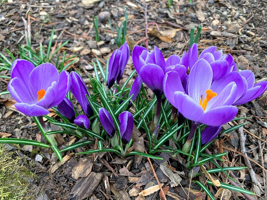 close up of purple crocuses