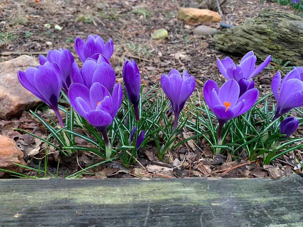 close up of purple crocus flowers