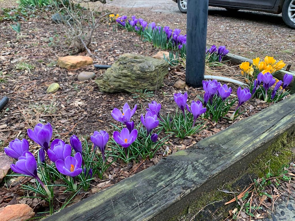 a row of purple crocus flowers