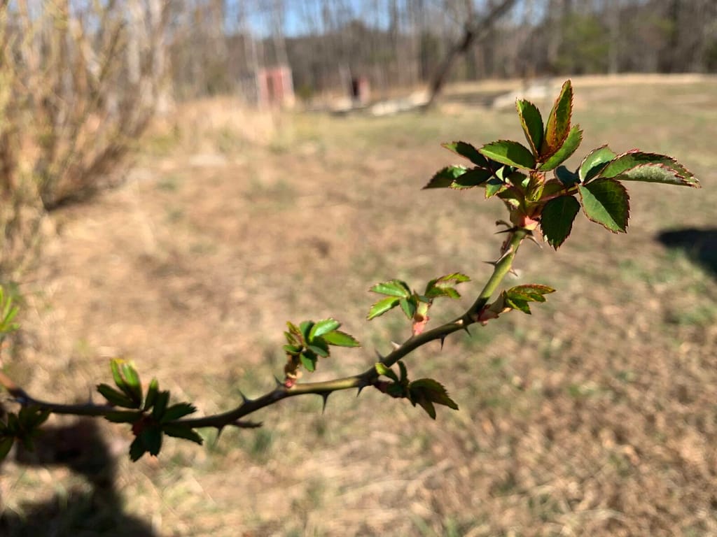 rose bush leaves beginning to grow in early spring