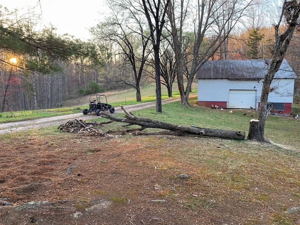 two fallen trees