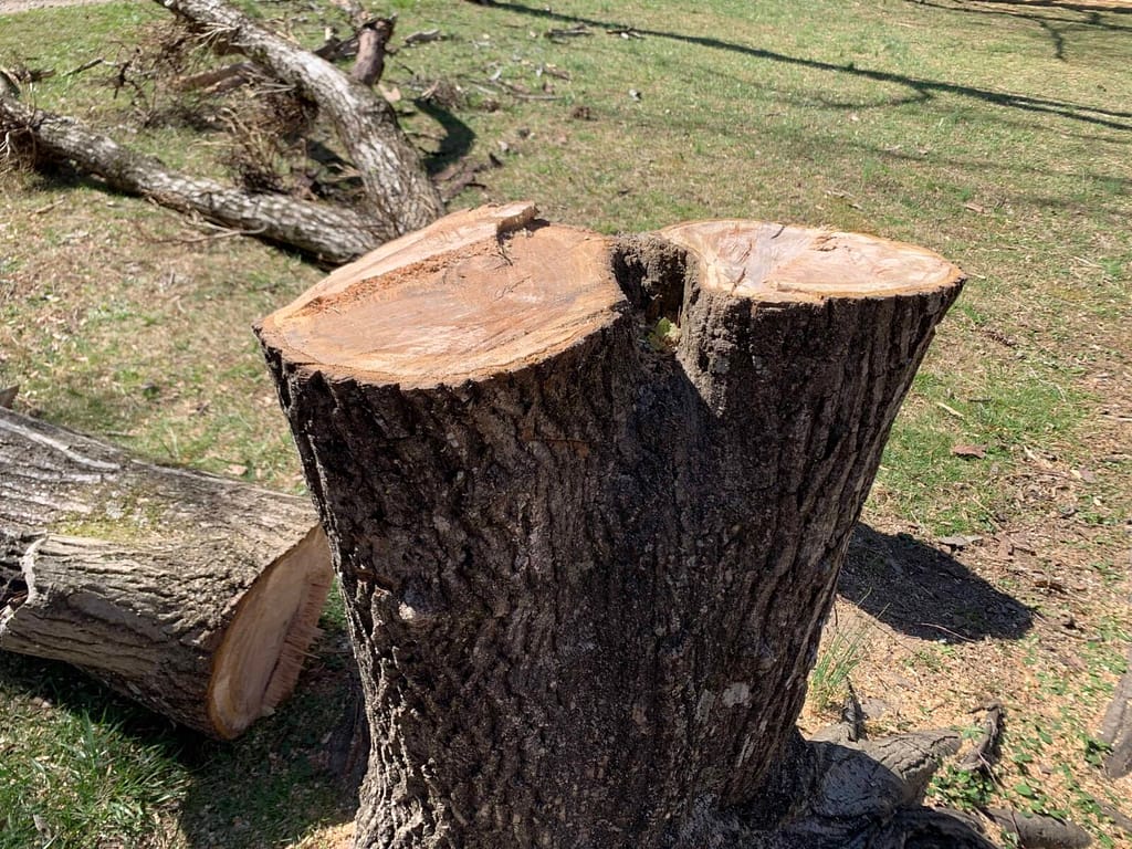 tree stump