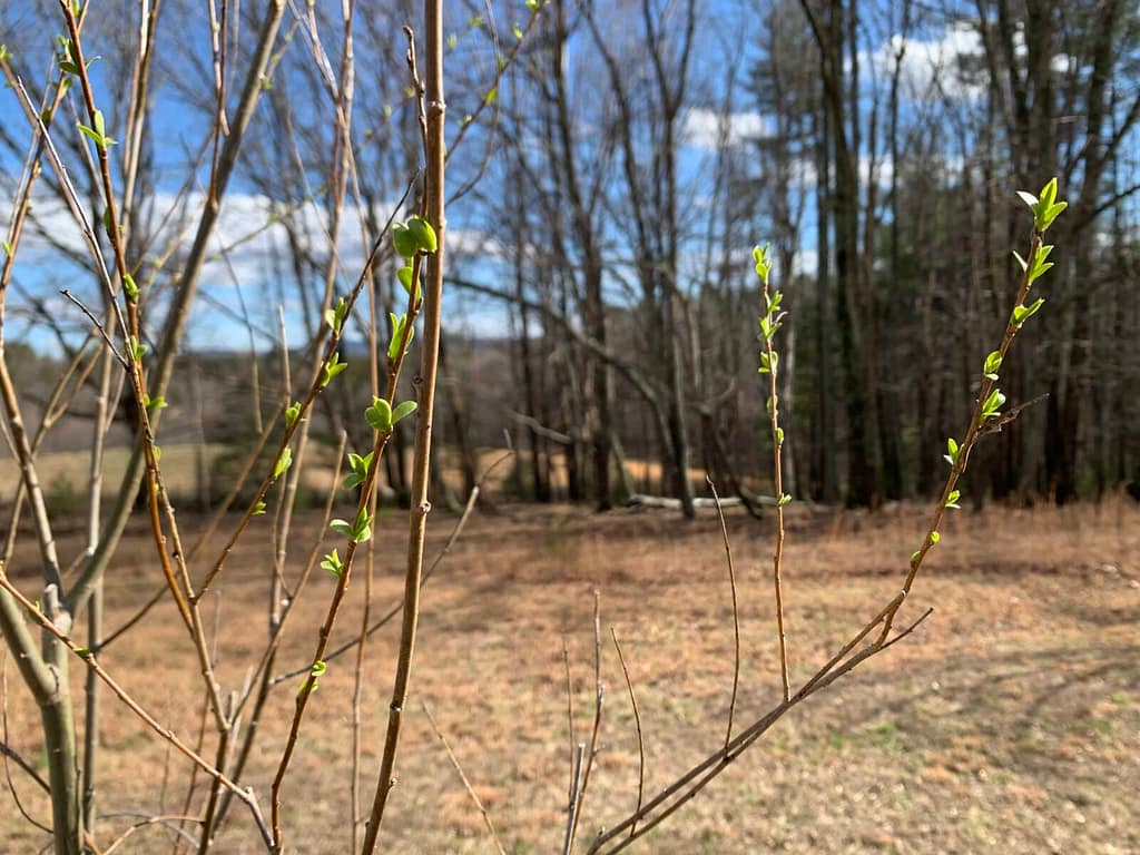 tiny willow leaves beginning to grow in early spring