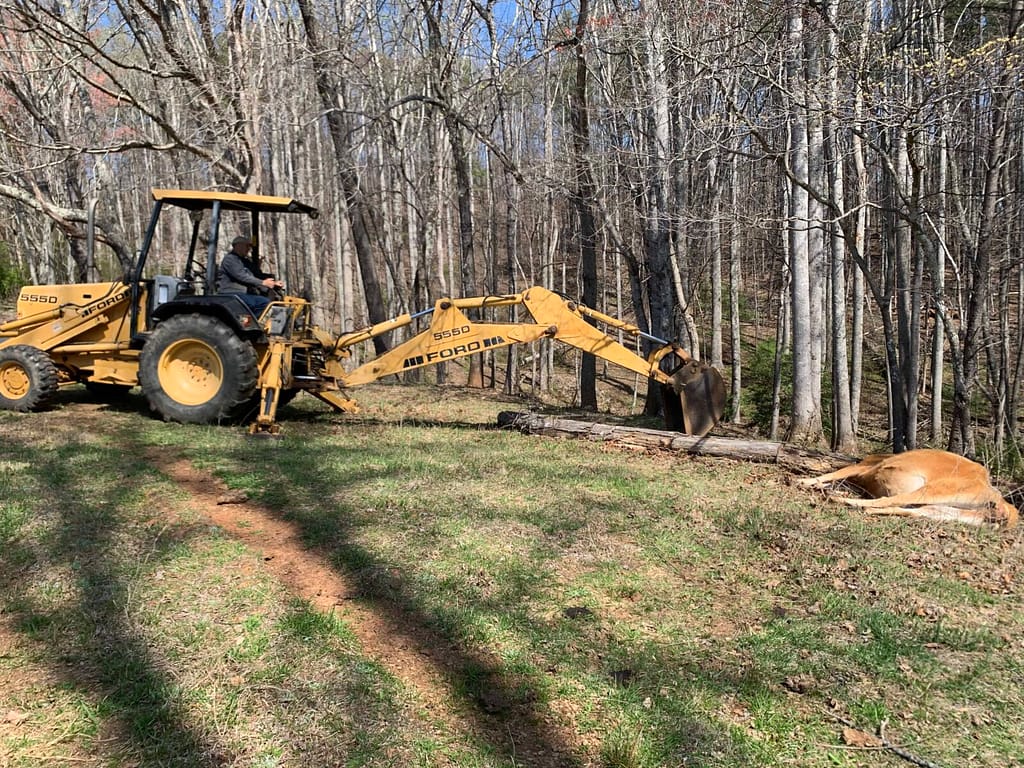 backhoe digging a hole to bury a cow