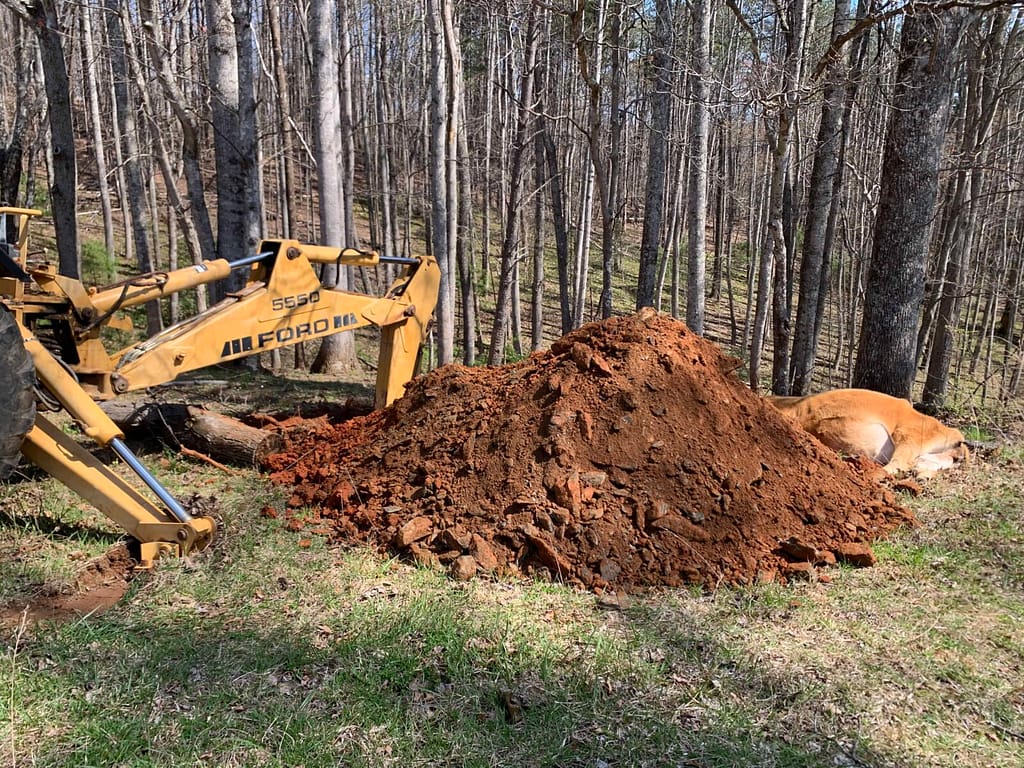 backhoe digging a hole to bury a cow