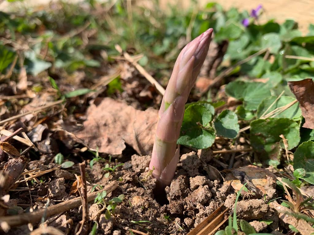 asparagus just poking up