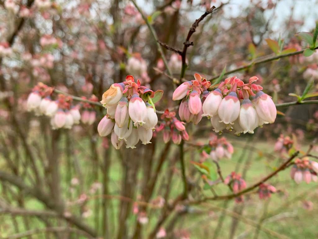 close up of blueberry blossoms