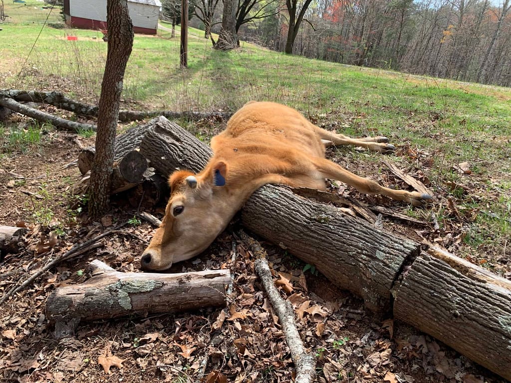 sick cow with her head resting on a log