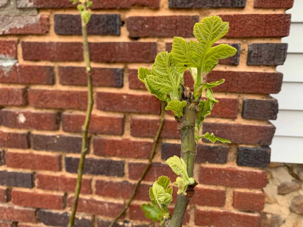 fig leaves just unfurling in spring