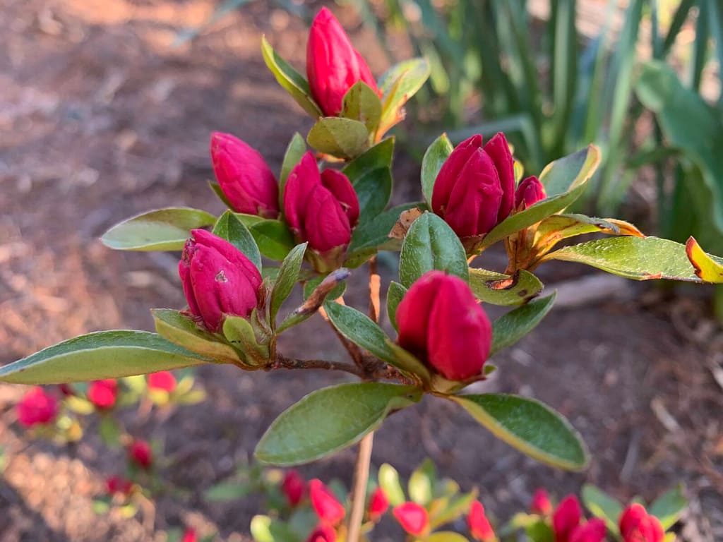 a close up of a few azalea blossoms