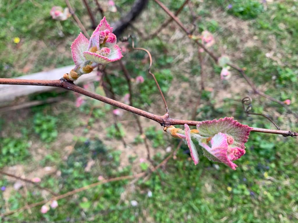 grape blossoms