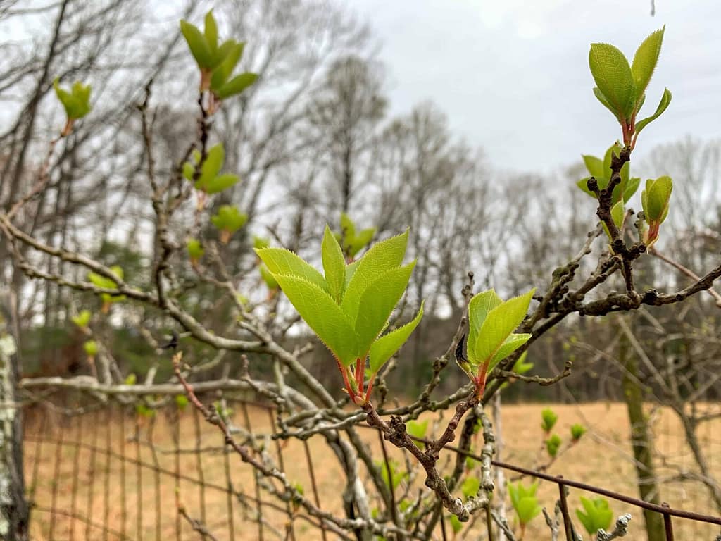 kiwi leaves 1" long in spring
