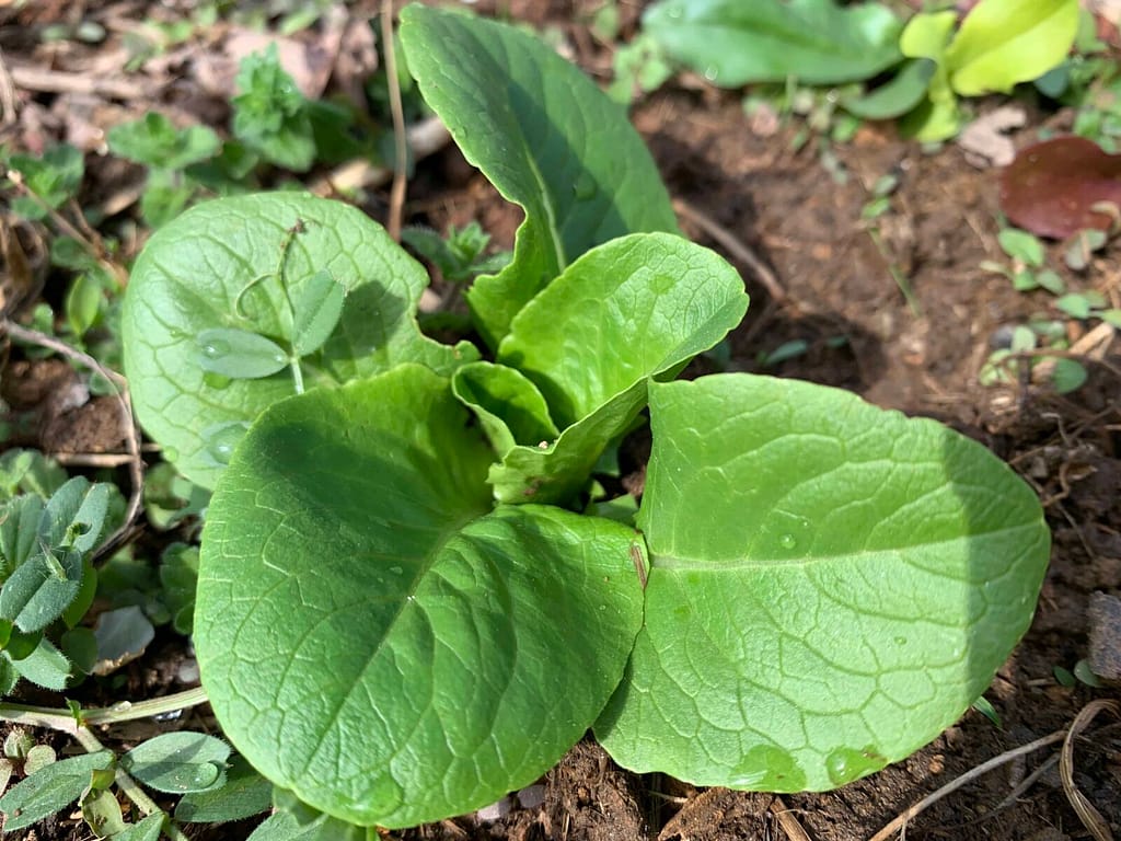 lettuce leaves growing about 2" high