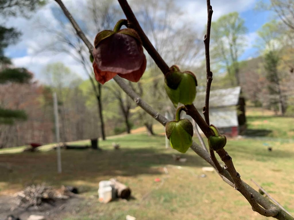 pawpaw tree blossoms