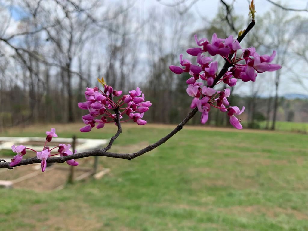 redbud tree blossoms