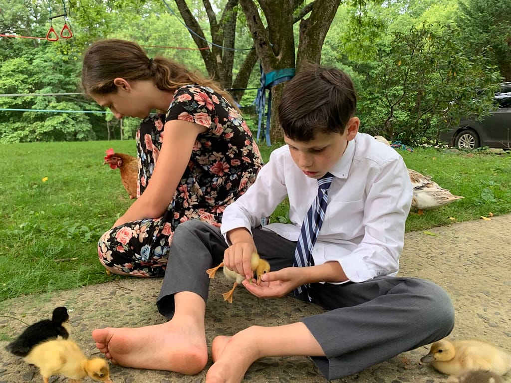 kids playing with ducklings