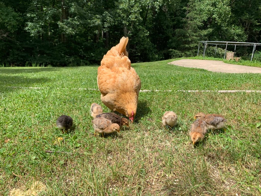 hen with 7 chicks around her pecking in the dirt