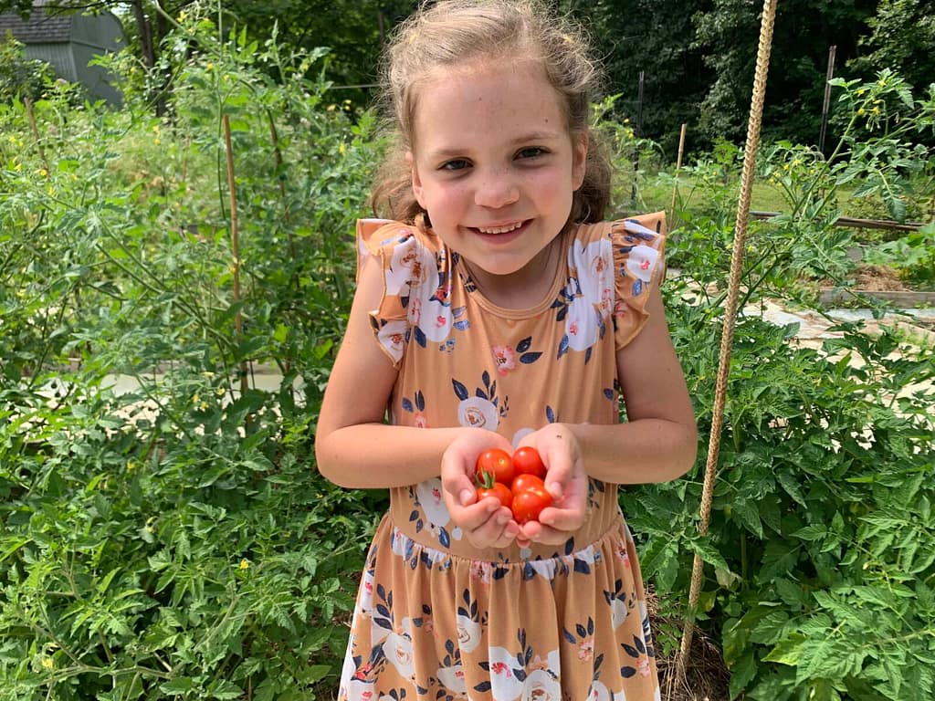 6 year old girl holding cherry tomatoes she picked in her garden