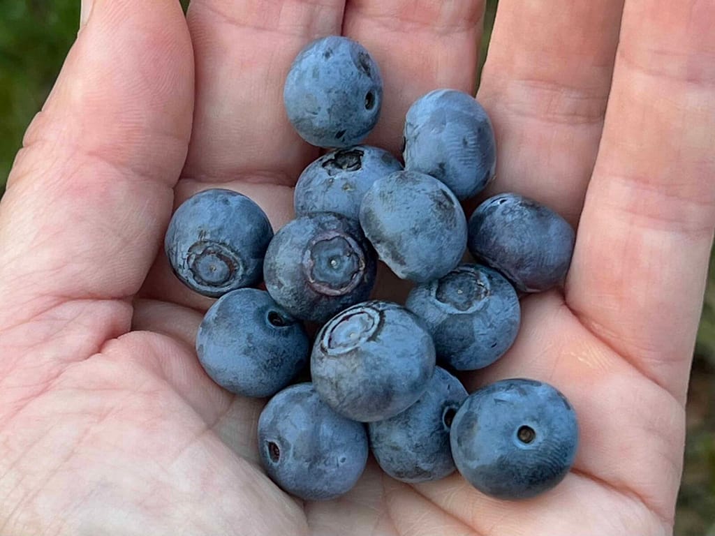 handful of blueberries