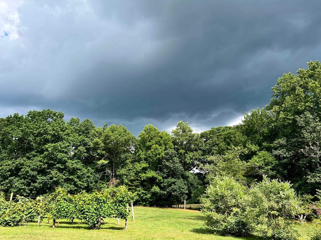 storm clouds gathering above green trees