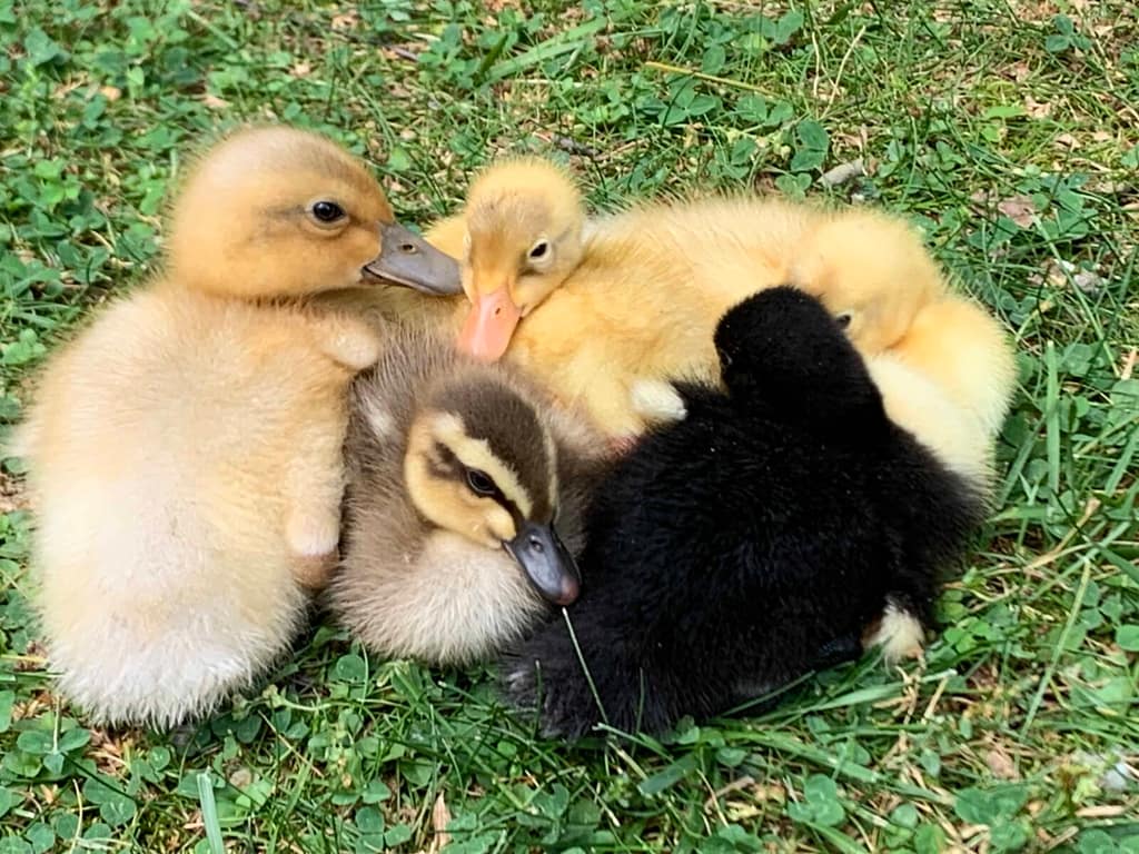 5 ducklings piled together on the grass