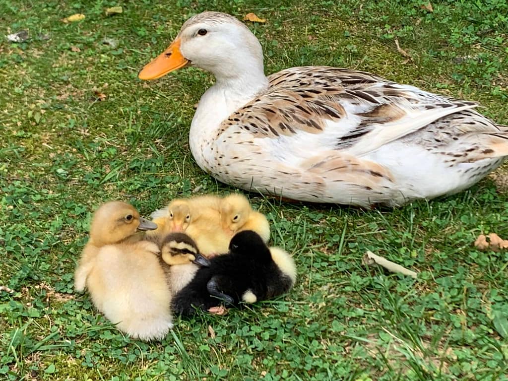 duck with ducklings in a pile