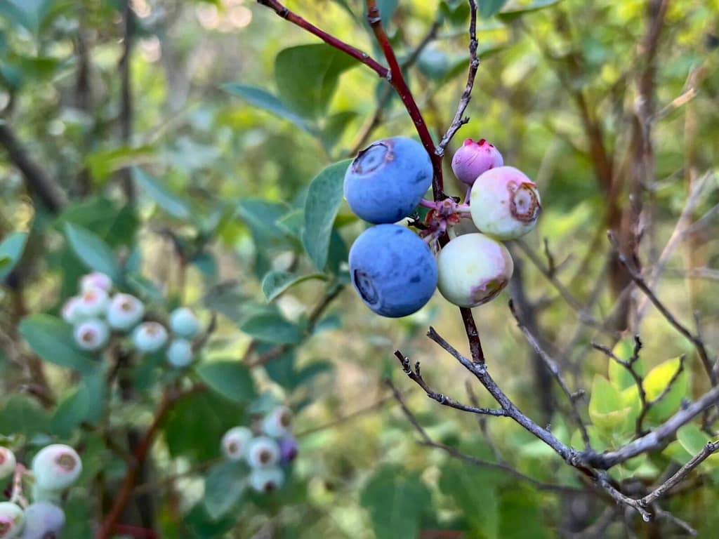 blueberries just getting ripe