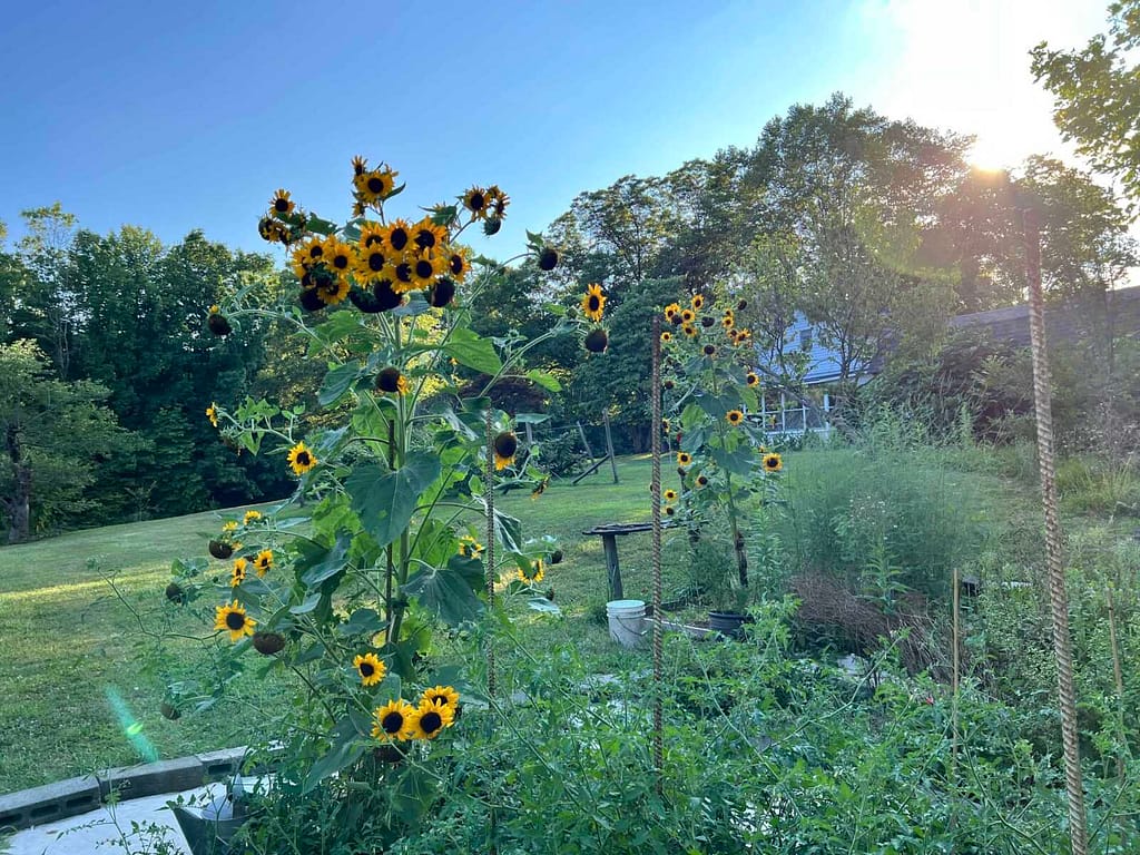 2 big sunflower plants