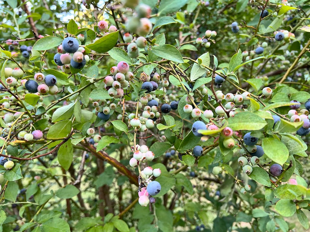 blueberry bush full of blueberries